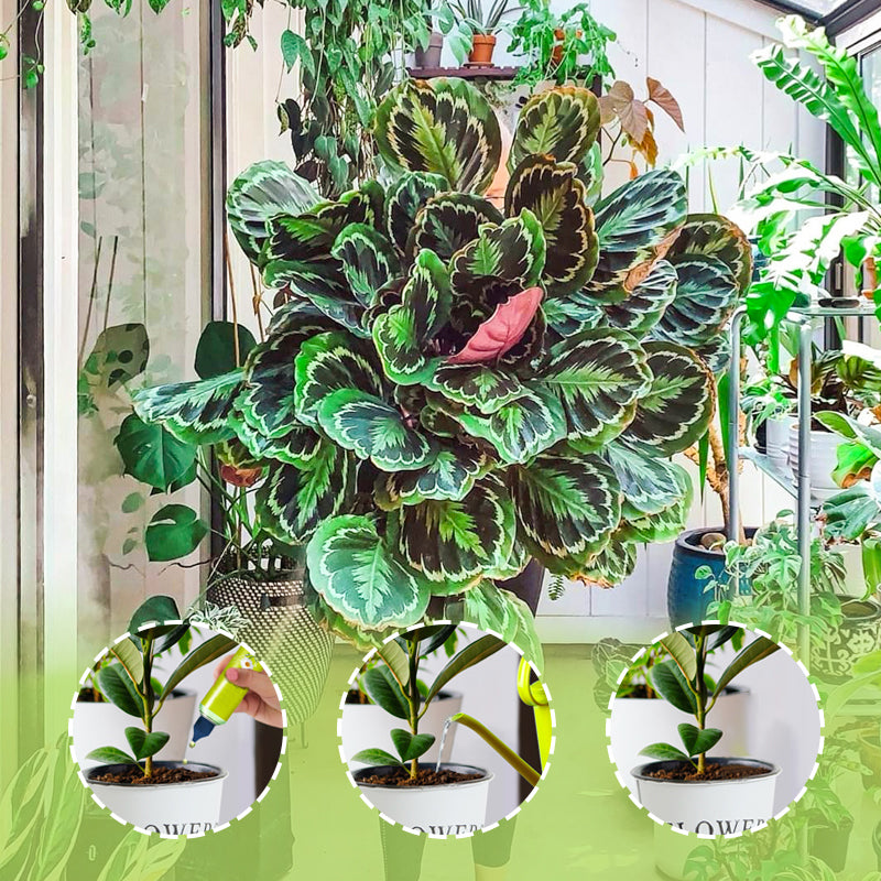 š„2025 New Arrivalš„ Liquid Nutrient For Outdoor & Indoor Plants