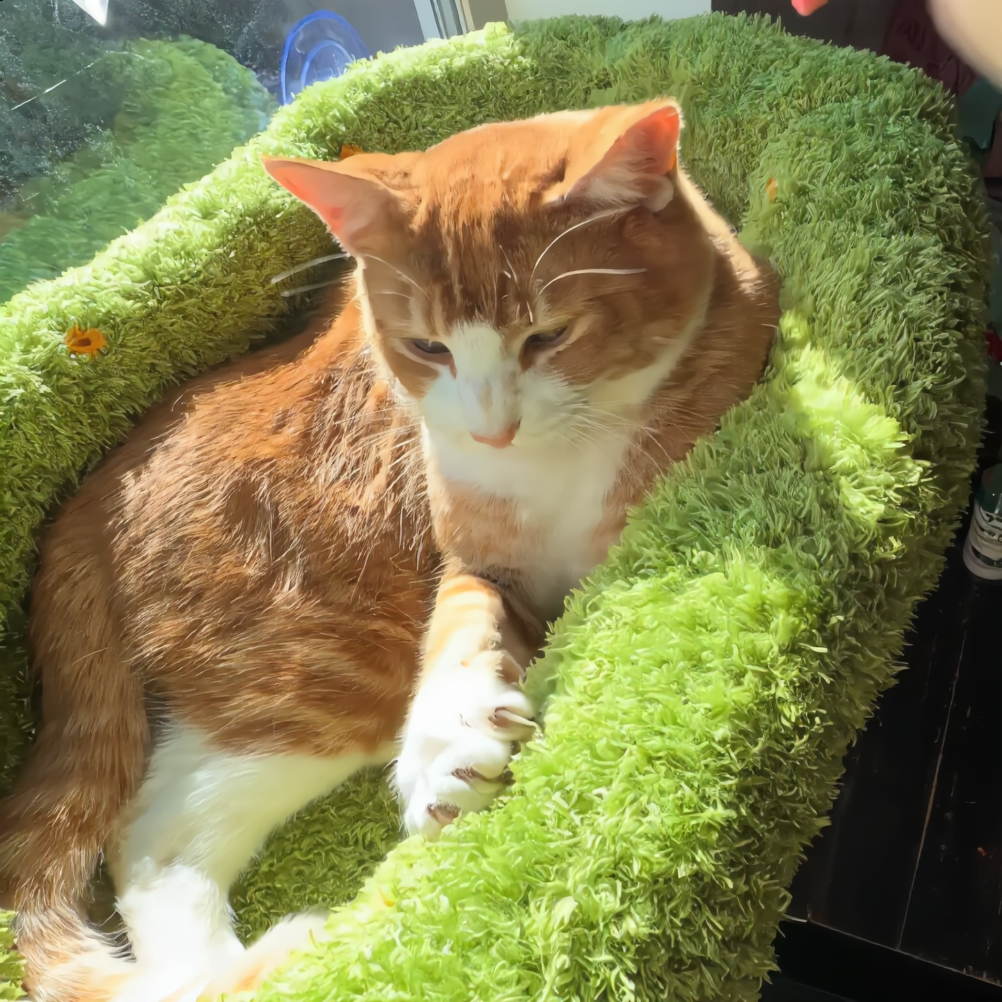 🐱Lente Deal 68% Korting – 🔥Opvouwbare Raamhangmat voor Katten met Sterke Zuignappen | Dé Favoriete Zonneplek voor Elke Kat
