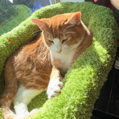 🐱Lente Deal 68% Korting – 🔥Opvouwbare Raamhangmat voor Katten met Sterke Zuignappen | Dé Favoriete Zonneplek voor Elke Kat