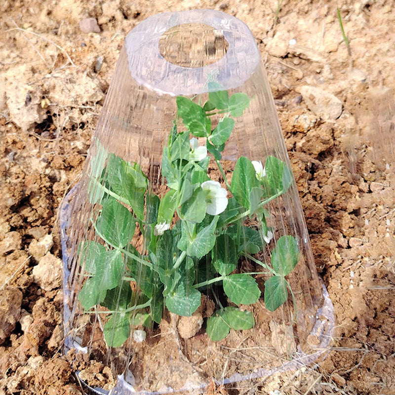 20/30 STUKS Heldere Tuincloche voor Planten