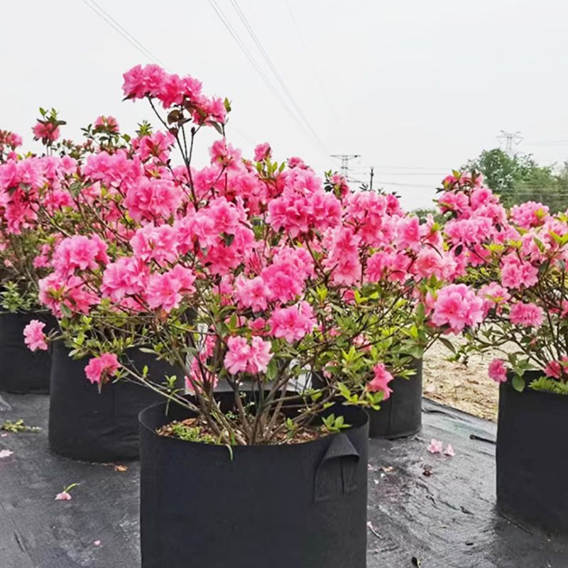🌱50% KORTING🌿Duurzaam en herbruikbaar, micro-geventileerde geotextiele plantenzak