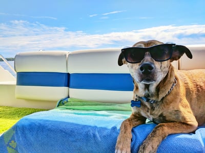 ❄️Zomer 50% KORTING🐶 Wasbare Draagbare Huisdier Koelmat Voor Binnen En Buiten