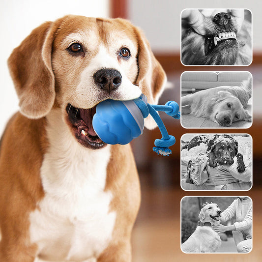 💥50% KORTING🐶 Geluidsgeactiveerde Kauwbare Speelbal Voor Kat En Hond