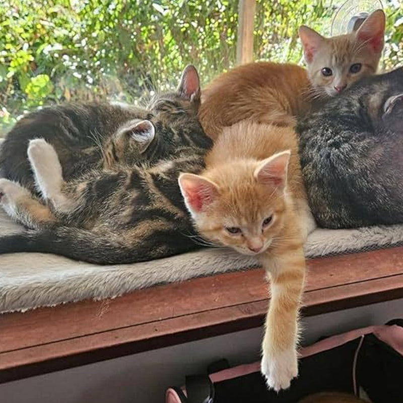 🐱Opvouwbare raamhangmat voor katten met zuignappen | De ultieme plek om te zonnen