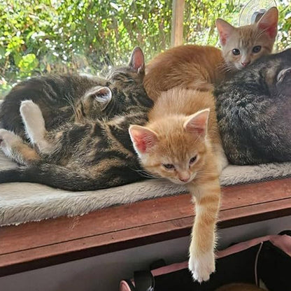 🐱Opvouwbare raamhangmat voor katten met zuignappen | De ultieme plek om te zonnen