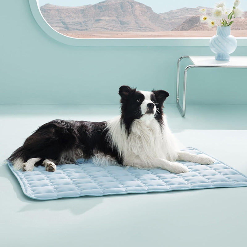 🐶❄️Houd uw huisdier weg van de hitte 🐱