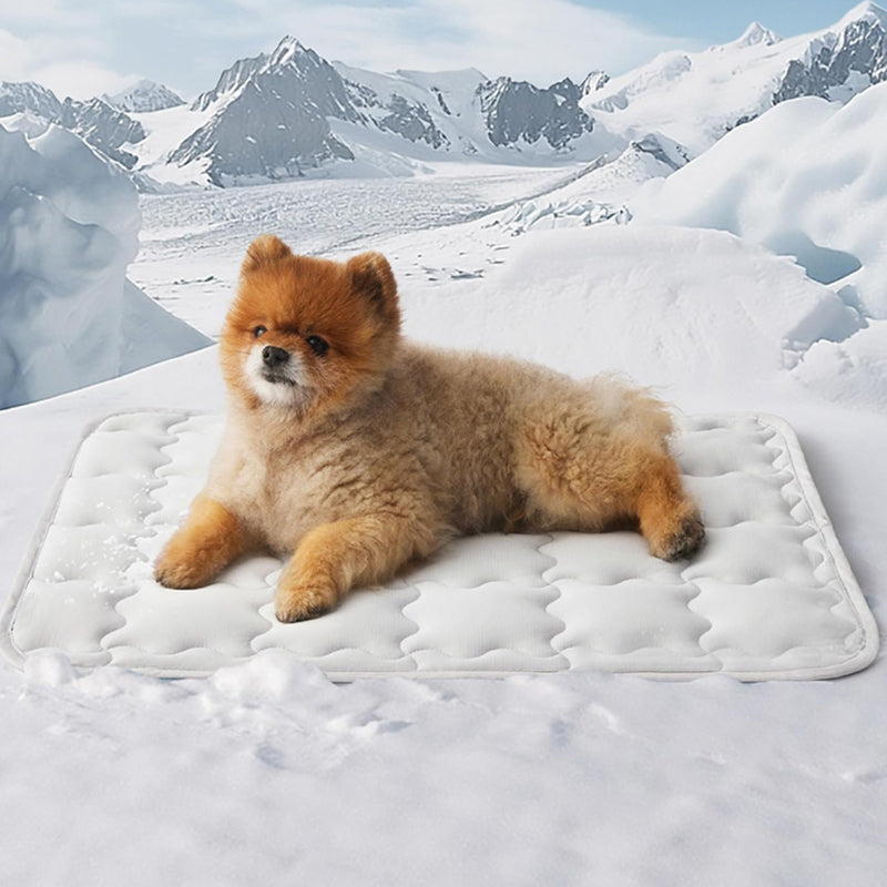 🐶❄️Houd uw huisdier weg van de hitte 🐱