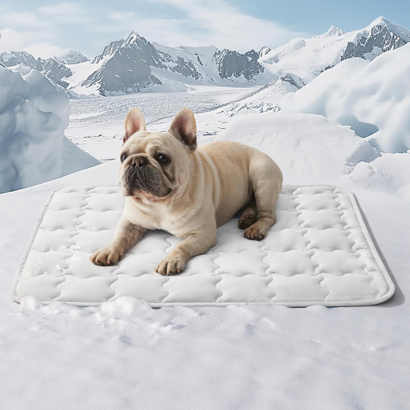🐶❄️Houd uw huisdier weg van de hitte 🐱