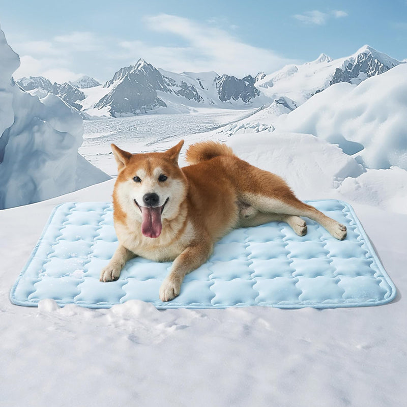 🐶❄️Houd uw huisdier weg van de hitte 🐱